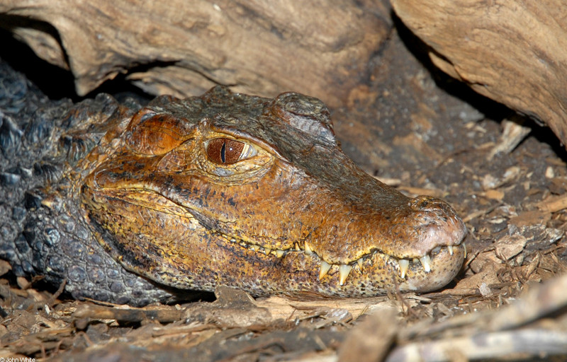 Critters - Cuvier's Dwarf Caiman (Paleosuchus palpebrosus); DISPLAY FULL IMAGE.