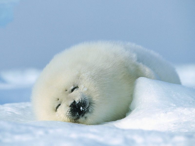 Harp_Seal_Magdalen_Islands_Canada; DISPLAY FULL IMAGE.