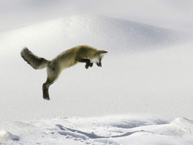 Leaping_Red_Fox; DISPLAY FULL IMAGE.