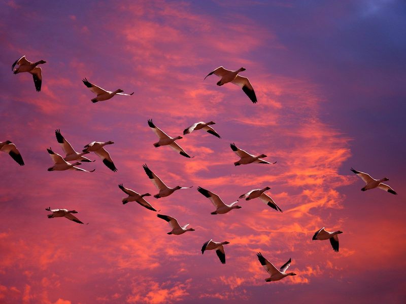 Migrating_Snow_Geese_Skagit_Flats_Washington; DISPLAY FULL IMAGE.