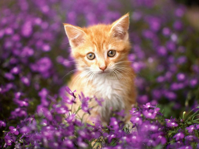 Orange_Tabby; DISPLAY FULL IMAGE.
