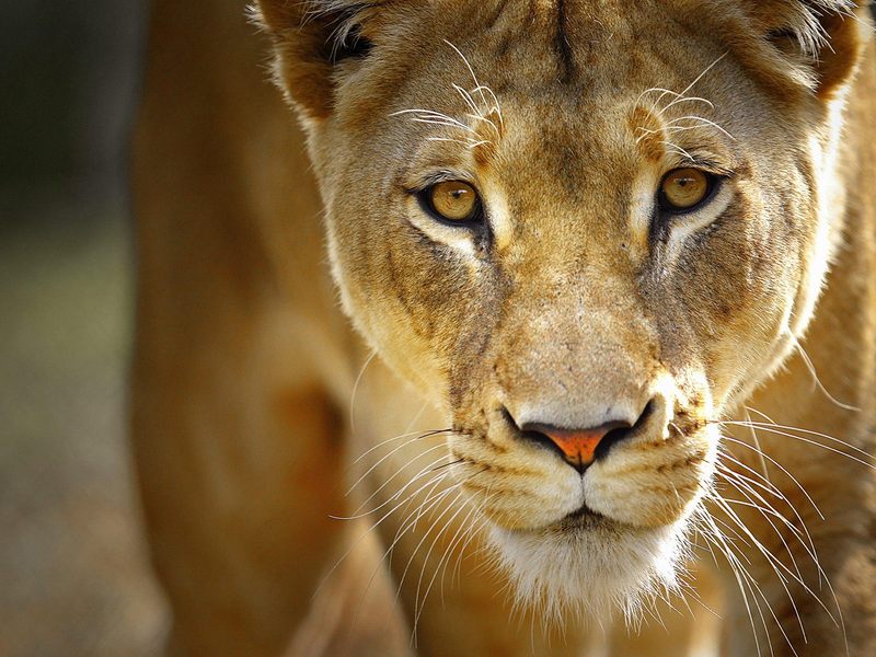 Portrait_of_a_Predator; DISPLAY FULL IMAGE.