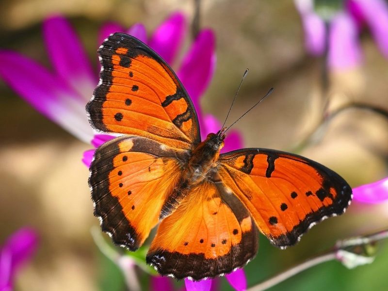 The_Gaudy_Commodore_London_Butterfly_House_England; DISPLAY FULL IMAGE.