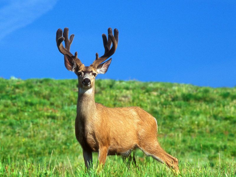 Trophy_Buck_Oregon; DISPLAY FULL IMAGE.