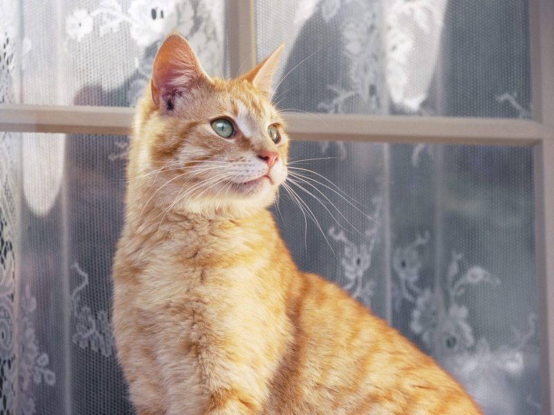 Young_Orange_Tabby; DISPLAY FULL IMAGE.