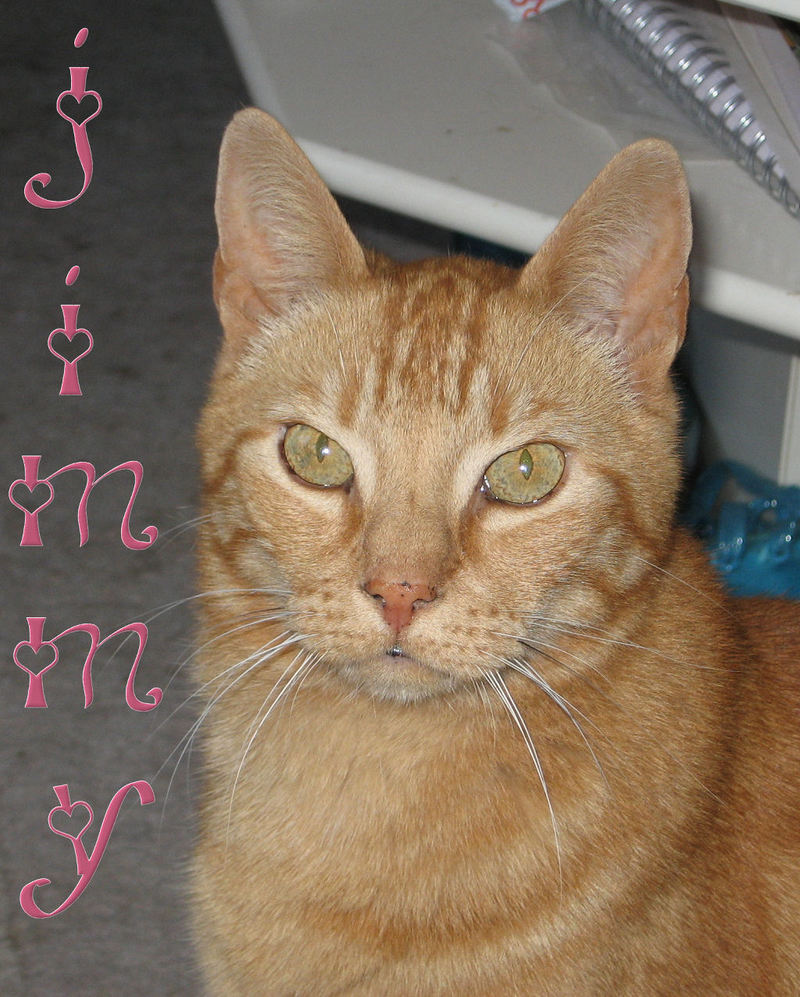 Jimmy; DISPLAY FULL IMAGE.