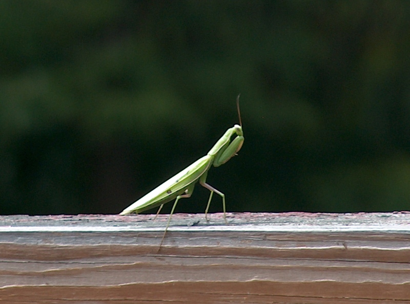 my visitor up on the deck; DISPLAY FULL IMAGE.
