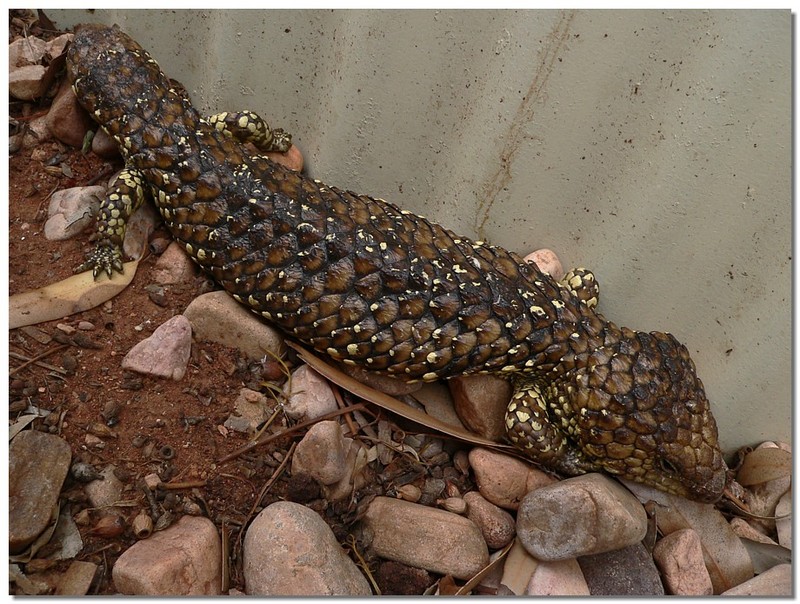 sleepy shingleback lizard 1; DISPLAY FULL IMAGE.