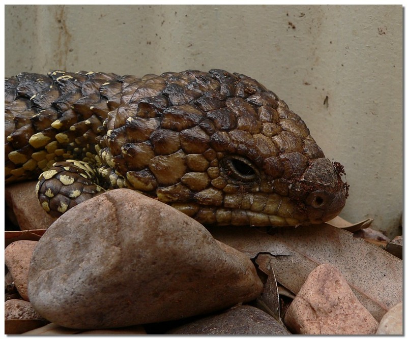 sleepy shingleback lizard 2; DISPLAY FULL IMAGE.