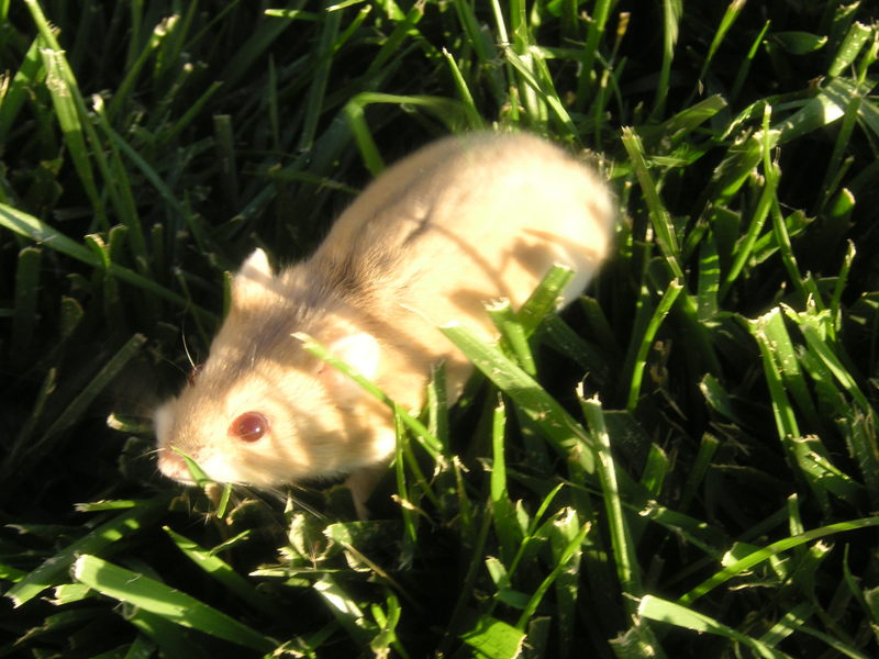 A dawrf hamster named Amber.; DISPLAY FULL IMAGE.