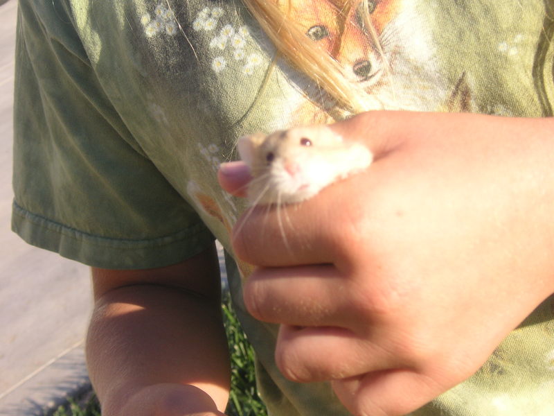 A dawrf hamster named Amber.; DISPLAY FULL IMAGE.