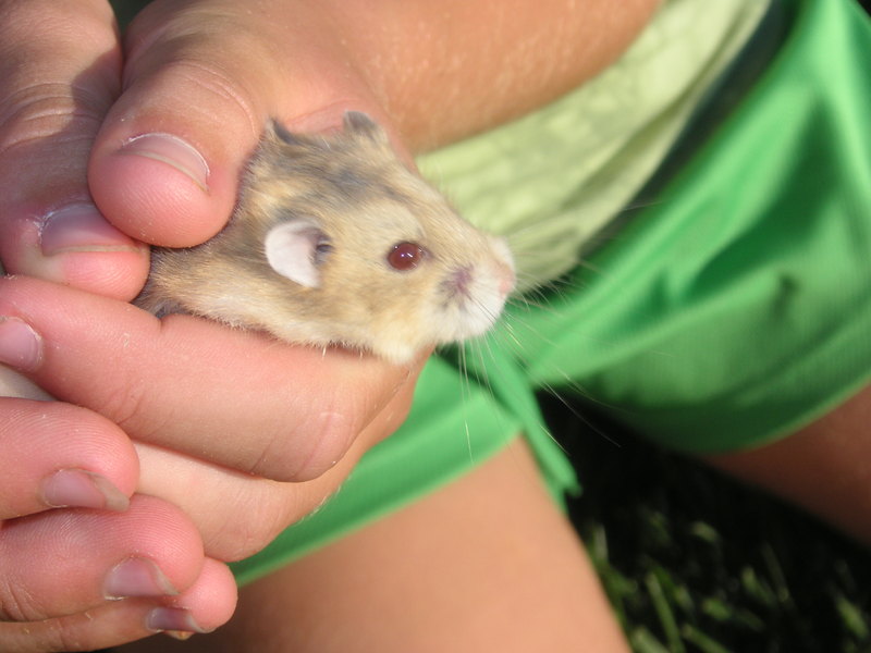A dawrf hamster named Amber.; DISPLAY FULL IMAGE.