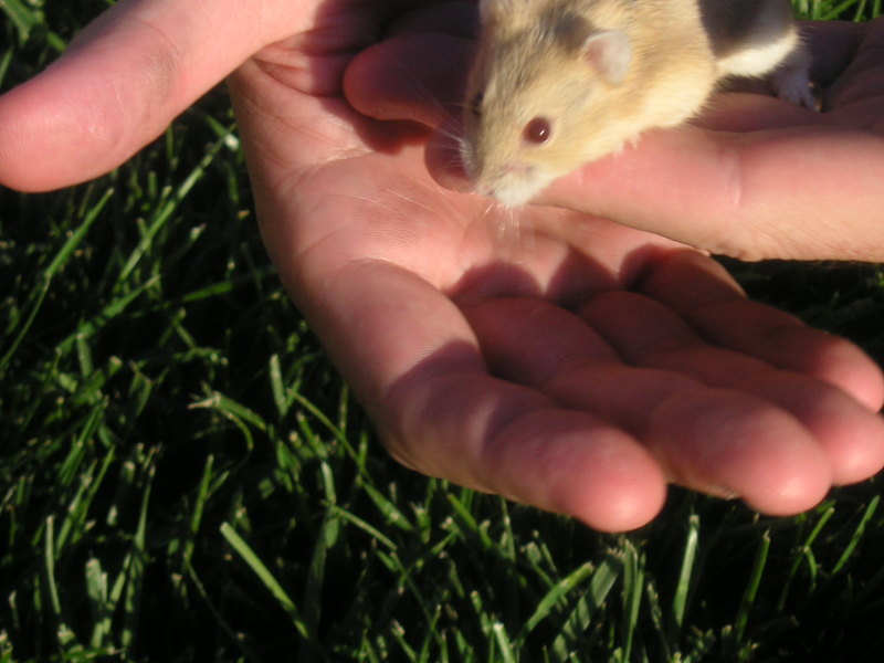 A dawrf hamster named Amber.; DISPLAY FULL IMAGE.