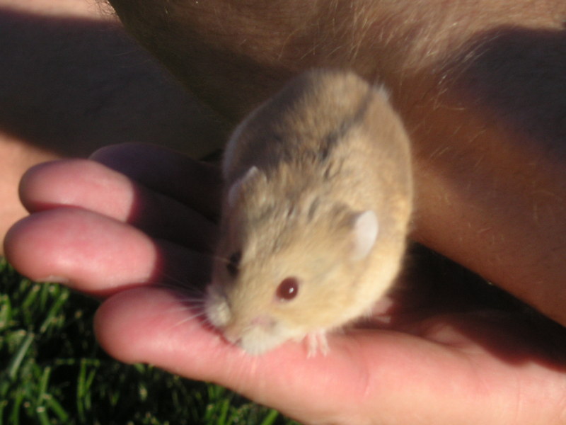 A dawrf hamster named Amber.; DISPLAY FULL IMAGE.