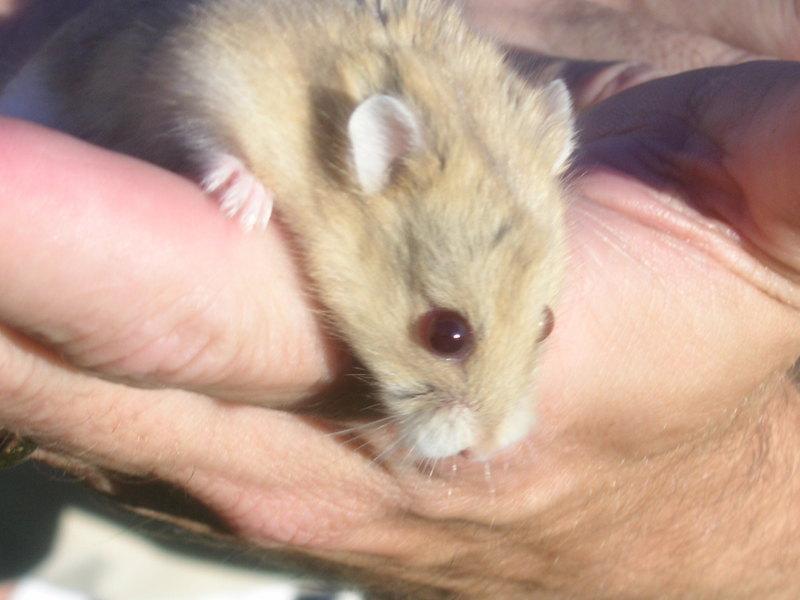 A dawrf hamster named Amber.; DISPLAY FULL IMAGE.