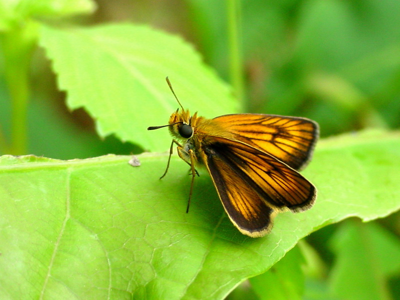 Ochlodes ochracea (Ochracea Skipper) {!--검은테떠들썩팔랑나비-->; DISPLAY FULL IMAGE.