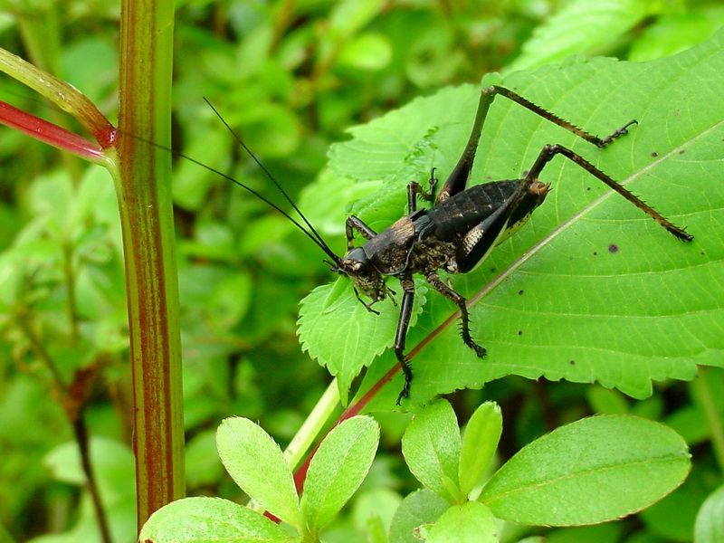 Paratlanticus ussuriensis (Ussur Brown Katydid) {!--갈색여치(수컷 약충)-->; DISPLAY FULL IMAGE.