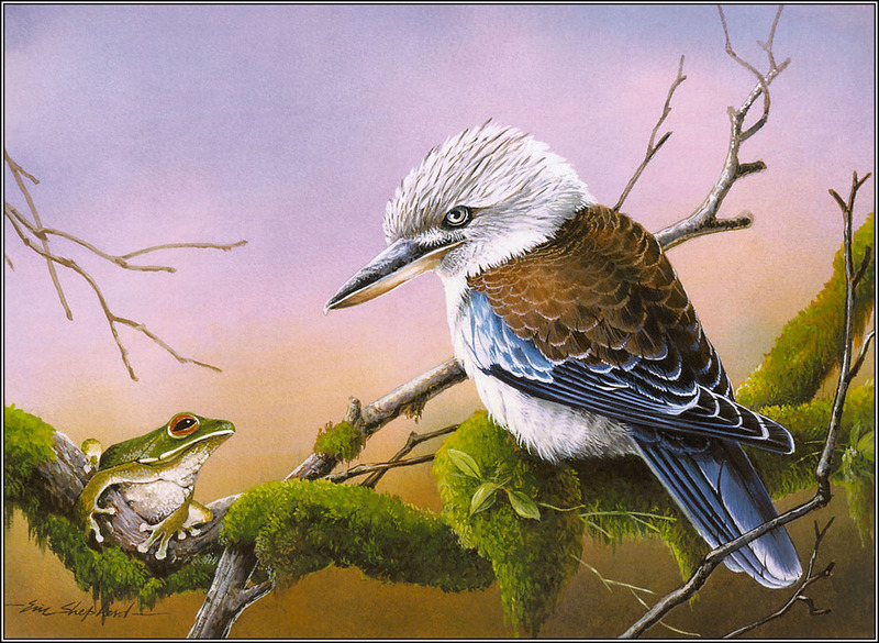 Eric Shepherd - Australian Birds 2007 - Blue-Winged Kookaburra; DISPLAY FULL IMAGE.