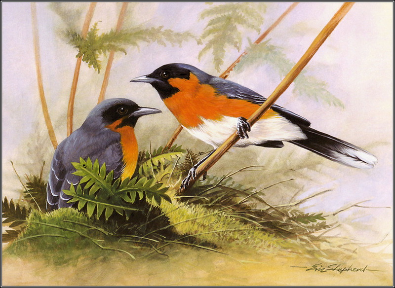 Eric Shepherd - Australian Birds 2007 - Spectacled Monarchs; DISPLAY FULL IMAGE.