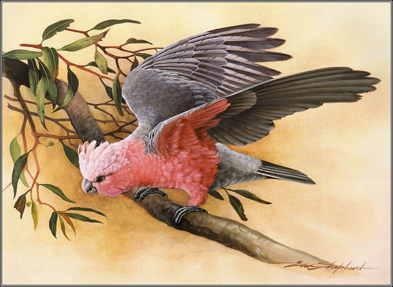 Eric Shepherd - Australian Birds 2007 - Galah; DISPLAY FULL IMAGE.