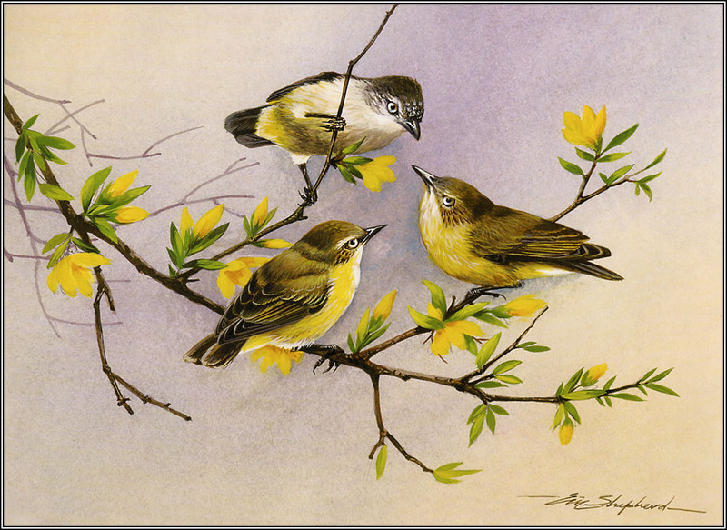Eric Shepherd - Australian Birds 2007 - Thornbills; DISPLAY FULL IMAGE.