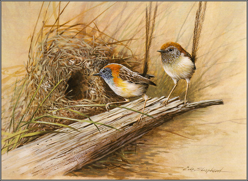 Eric Shepherd - Australian Birds 2007 - Rufous-Crowned Emu-Wrens; DISPLAY FULL IMAGE.