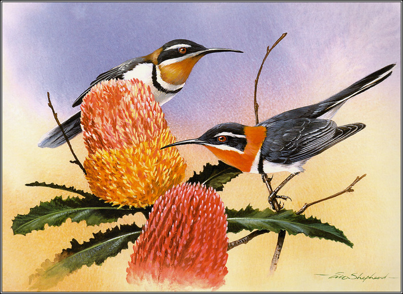 Eric Shepherd - Australian Birds 2007 - Western Spinebills; DISPLAY FULL IMAGE.