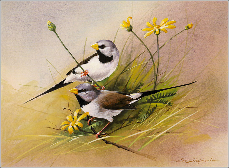 Eric Shepherd - Australian Birds 2007 - Long-Tailed Finches; DISPLAY FULL IMAGE.