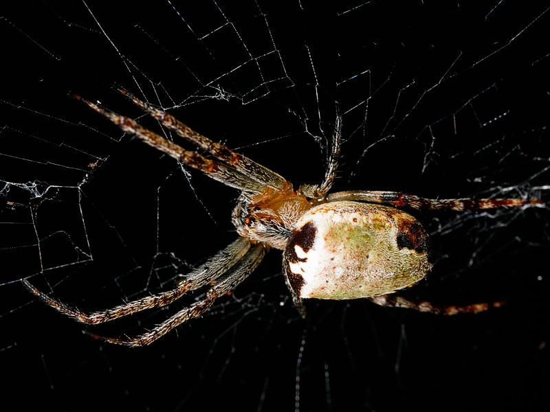 St Andrew's cross spider; DISPLAY FULL IMAGE.