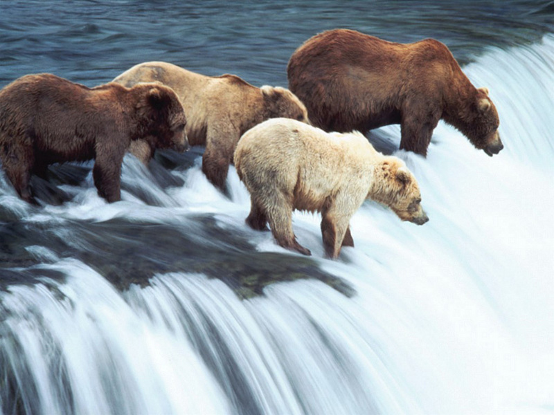 bears; DISPLAY FULL IMAGE.
