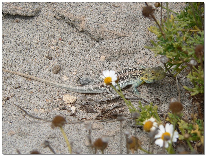 long-tailed sand dragon 1; DISPLAY FULL IMAGE.