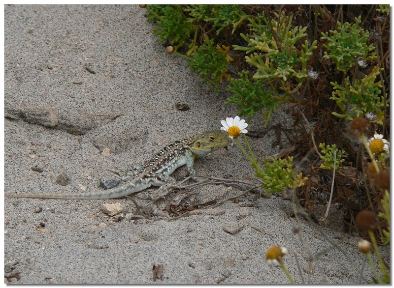 long-tailed sand dragon 2; DISPLAY FULL IMAGE.