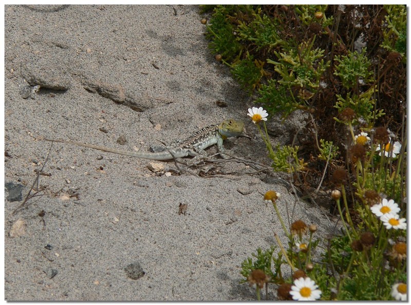 long-tailed sand dragon 3; DISPLAY FULL IMAGE.