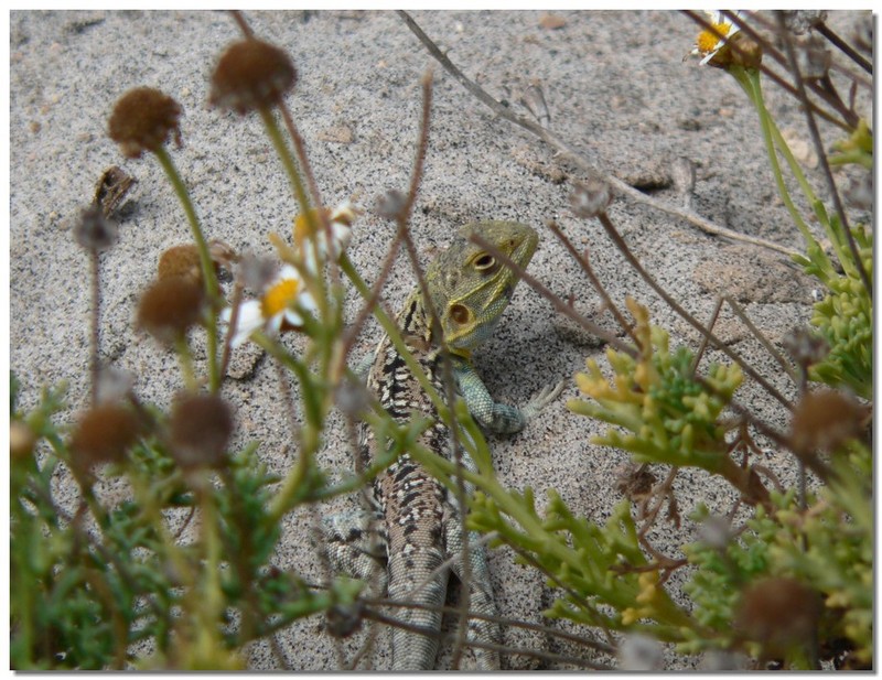 long-tailed sand dragon 4; DISPLAY FULL IMAGE.