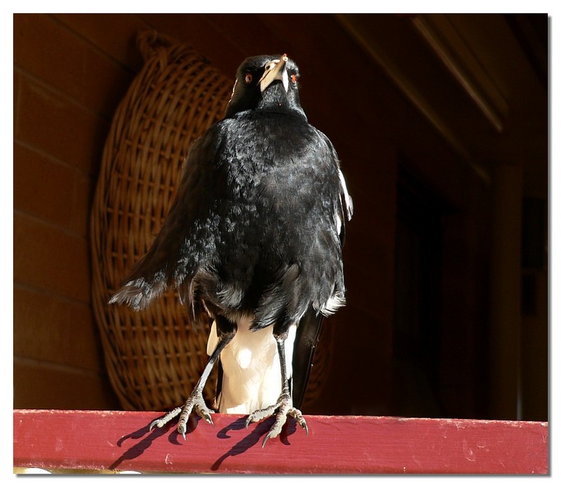 Australian Magpie 1; DISPLAY FULL IMAGE.