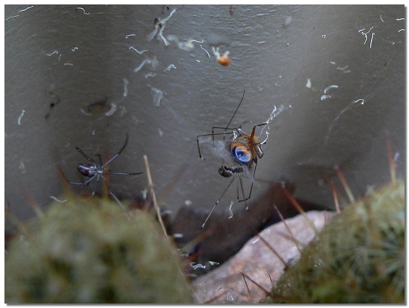 spider and fly 2; DISPLAY FULL IMAGE.