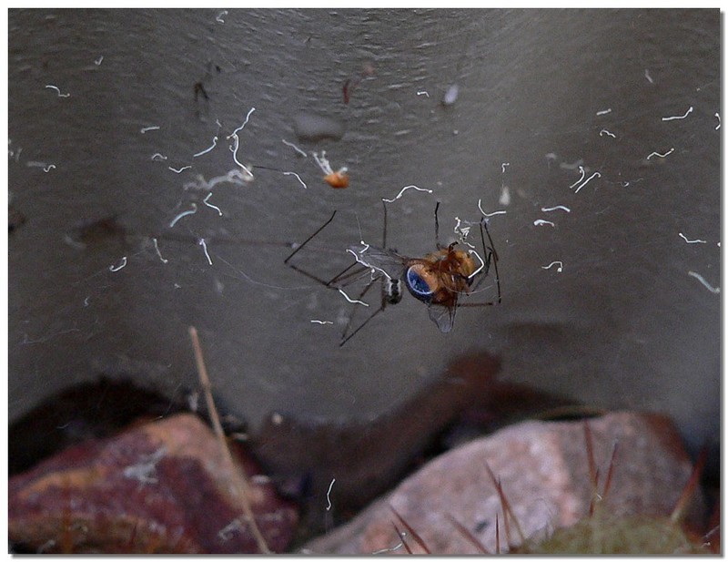 spider and fly 3; DISPLAY FULL IMAGE.