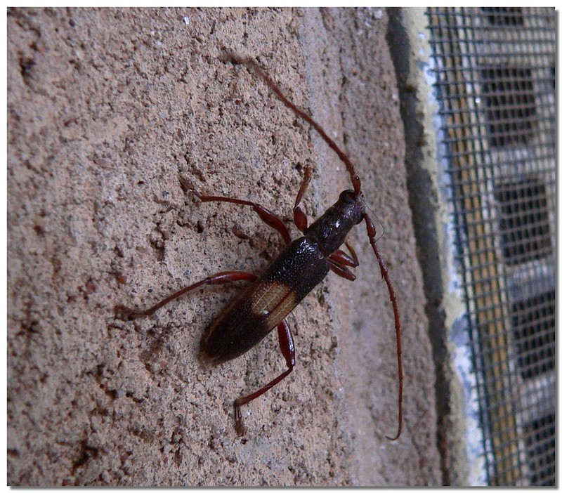 Longicorn Beetle... Phoracantha alternata; DISPLAY FULL IMAGE.