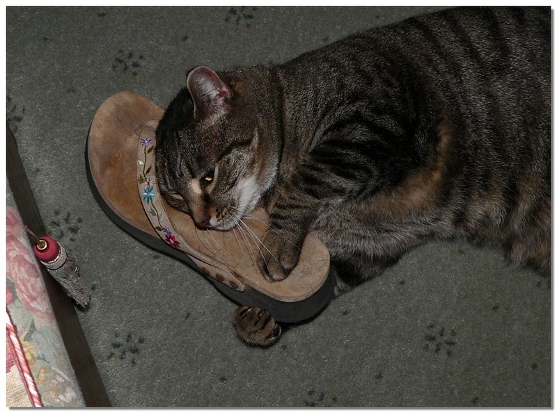 shoe fetish 1; DISPLAY FULL IMAGE.