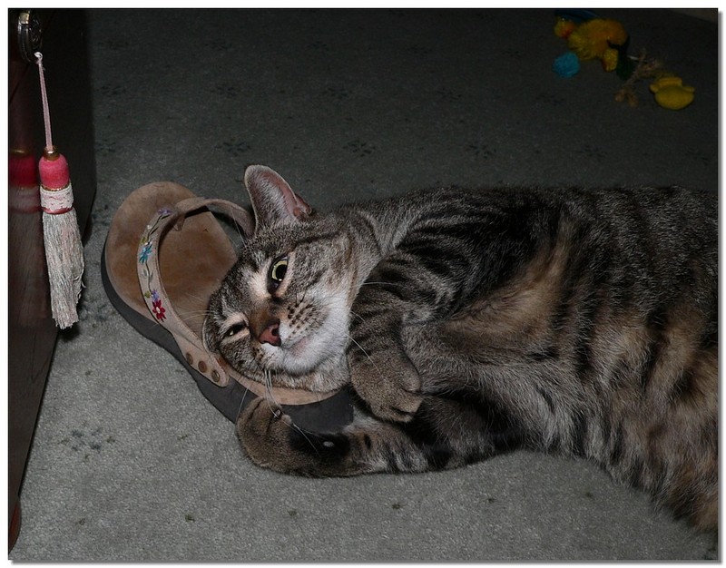 shoe fetish 4; DISPLAY FULL IMAGE.