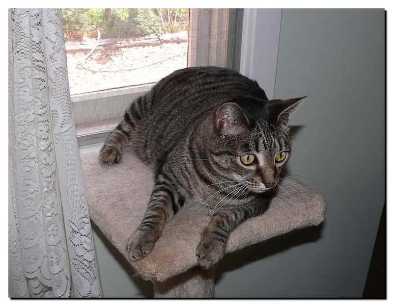 Pandora's perch 1; DISPLAY FULL IMAGE.