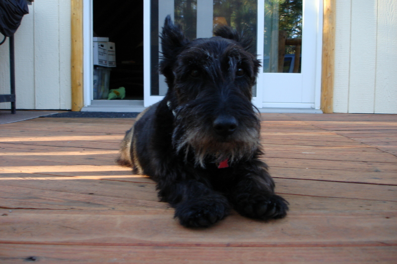 SCOTTISH TERRIER mountain cabin; DISPLAY FULL IMAGE.