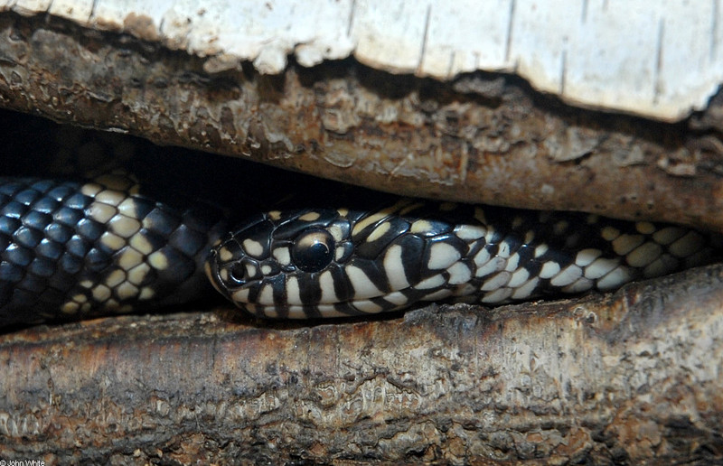 Eastern Kingsnake (Lampropeltis getula getula)631; DISPLAY FULL IMAGE.