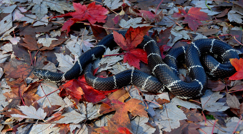 Eastern Kingsnake (Lampropeltis getula getula)632; DISPLAY FULL IMAGE.