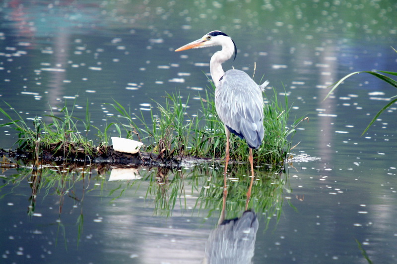 Ardea cinerea (Gray Heron) {!--왜가리-->; DISPLAY FULL IMAGE.