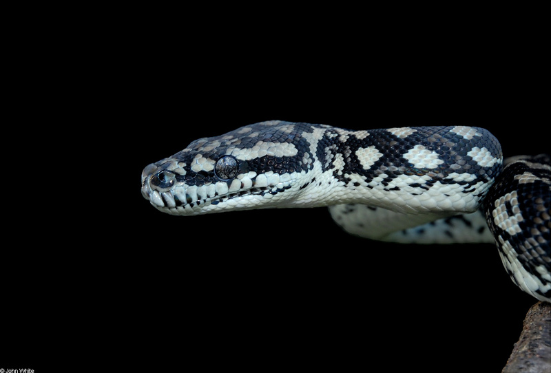 Coastal Carpet Python (Morelia Spilota McDowelli)021; DISPLAY FULL IMAGE.