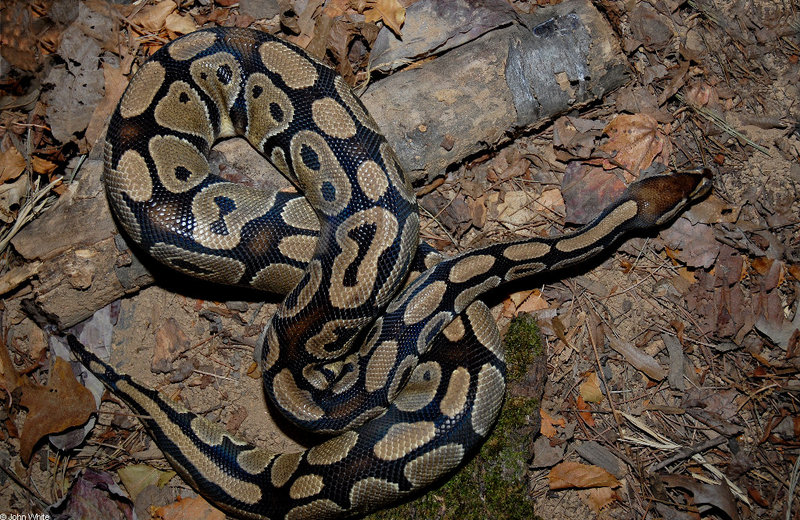 Ball Python (Python regius); DISPLAY FULL IMAGE.