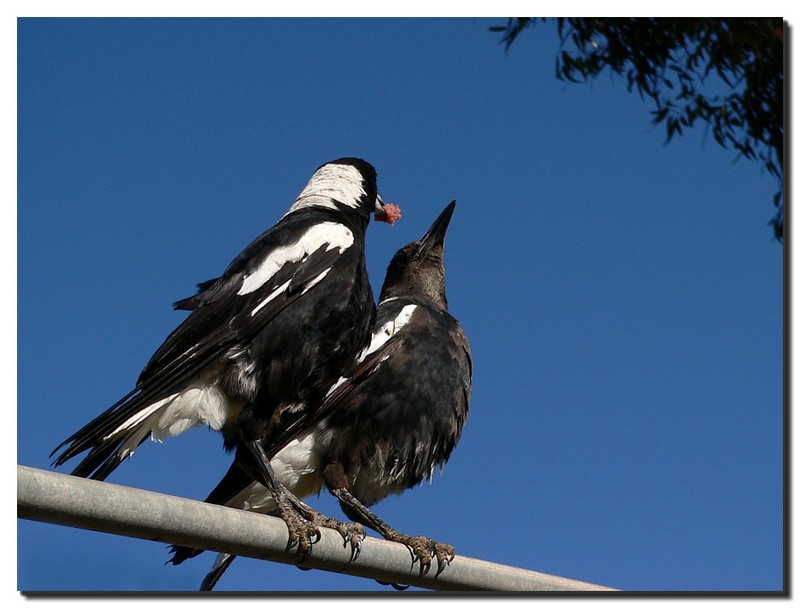 Australian Magpie lunch; DISPLAY FULL IMAGE.