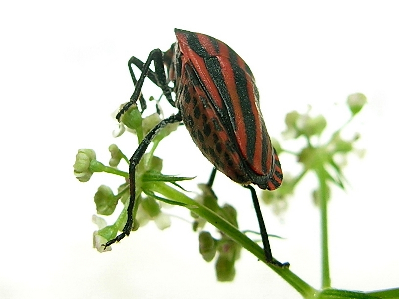 Graphosoma rubrolineatum - Stink bug; DISPLAY FULL IMAGE.