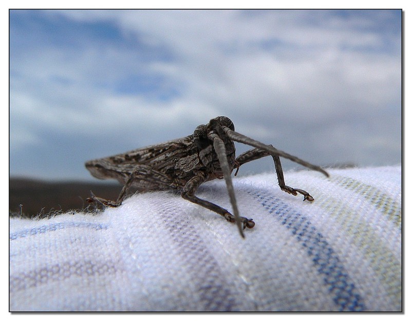 grasshopper camouflage 4; DISPLAY FULL IMAGE.